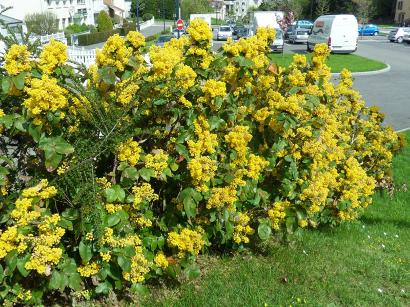 Autumn Bush of Mahonia