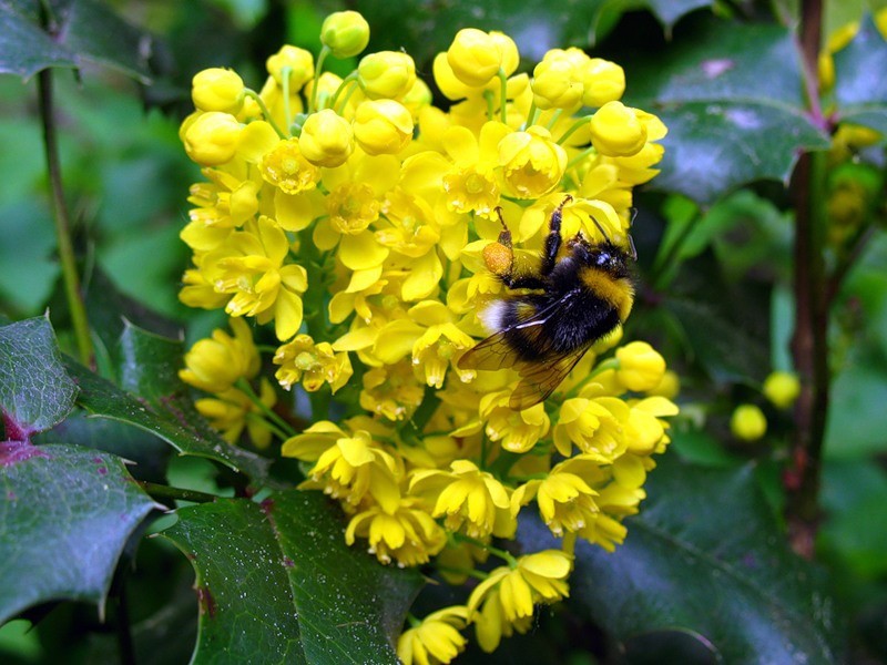 Varieties of Mahonia