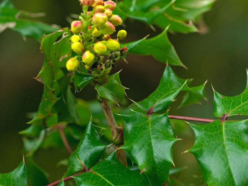 Description of the Mahonia plant