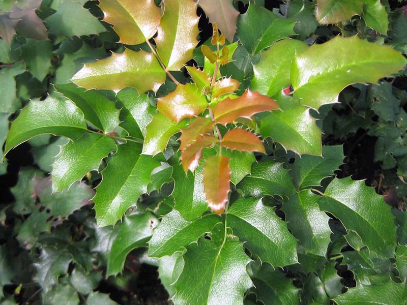 Planting and caring for Mahonia