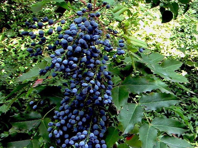 How Mahonia holly reproduces