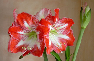 Hippeastrum and amaryllis