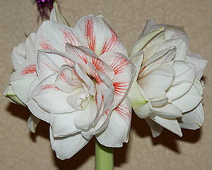 Amaryllis and its types