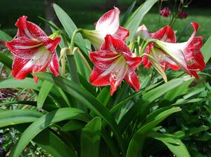 Flower color: the main background is bright crimson