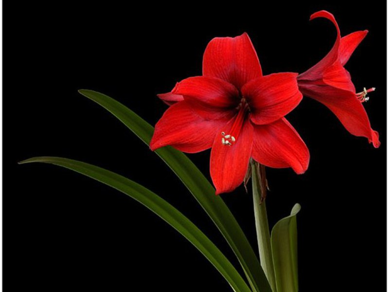 Amaryllis, unlike hippeastrum, sheds leaves during flowering