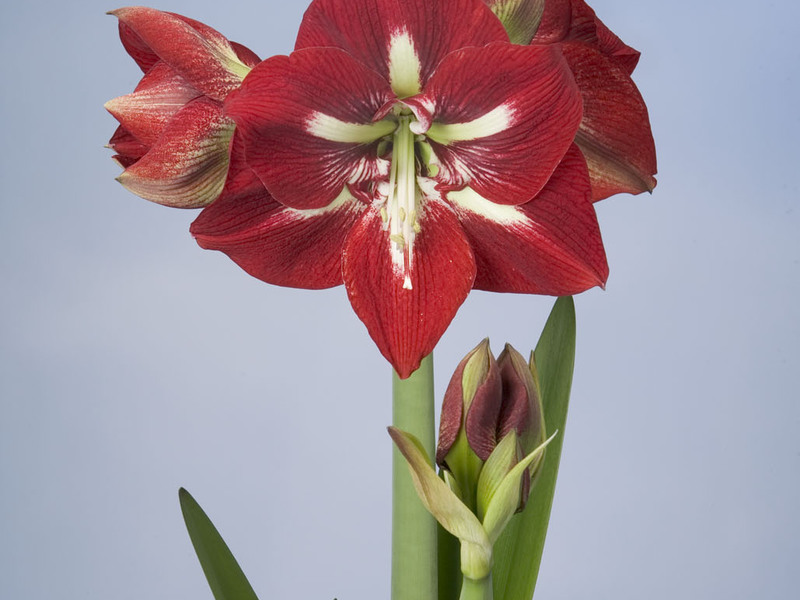 How to distinguish a flower variety