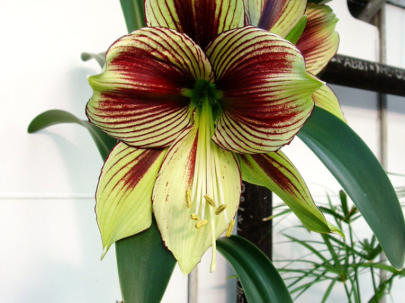 Hippeastrum and amaryllis