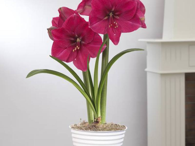 Difference between hippeastrum and amaryllis