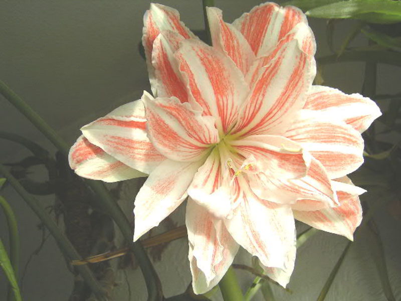 How to care for hippeastrum