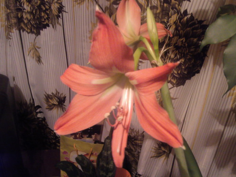 How to plant amaryllis