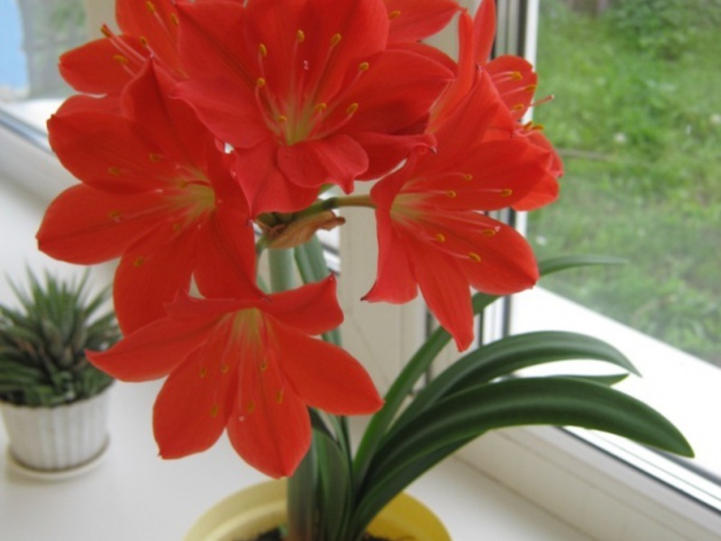 What is the difference between plant varieties Hippeastrum and amaryllis