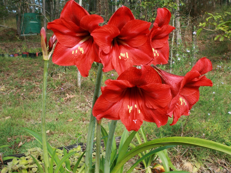 How to distinguish between Hippeastrum and amaryllis