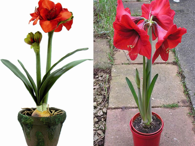 Difference between hippeastrum and amaryllis