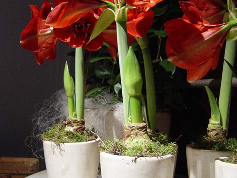 What to plant amaryllis in