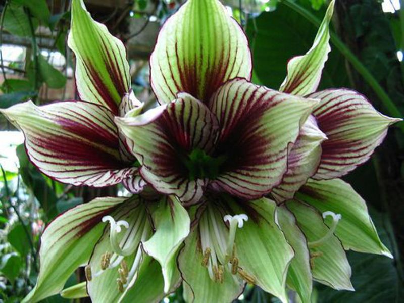 Blooming hippeastrum