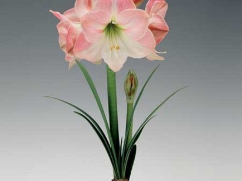 Description of the plant hippeastrum