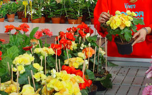 Rules for caring for flowers begonias at home