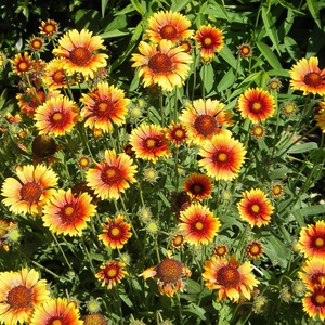 Gaillardia flower variety