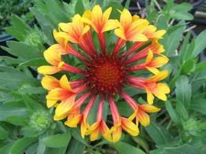 Features of care for Gaillardia