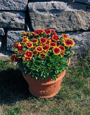 Gaillardia perennial