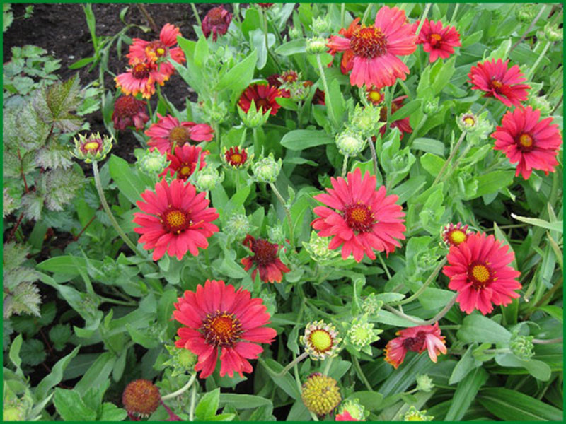 Gaillardia Aphrodite