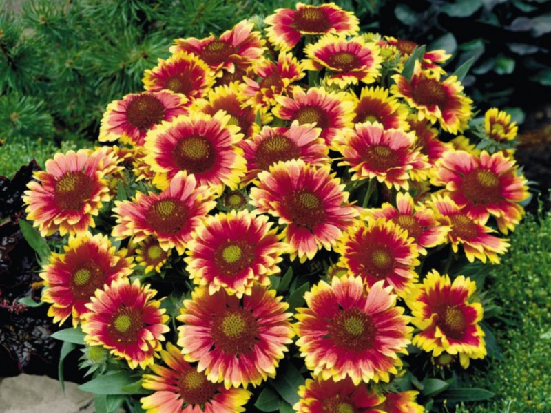 Conditions for growing Gaillardia