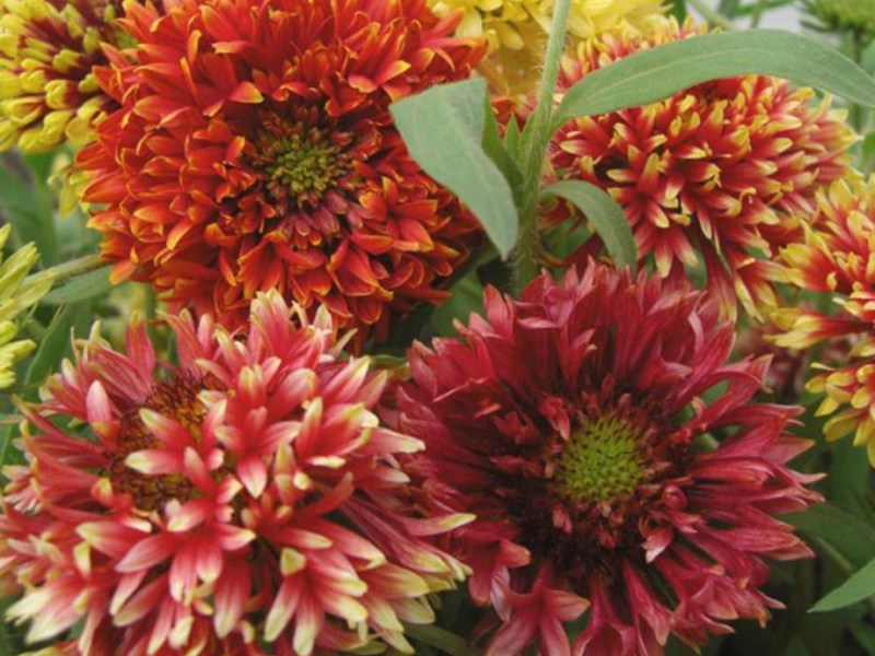 Features of the Gaillardia flower