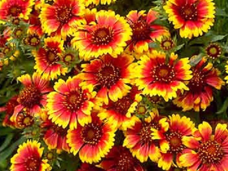 How to care for Gaillardia