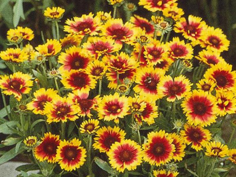 Solar flower Gaillardia