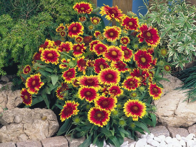 What Gaillardia looks like