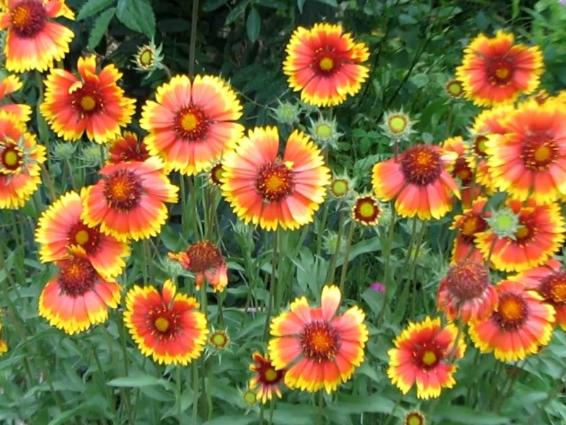 Annual Gaillardia