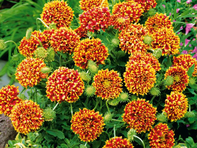 Gaillardia flowers