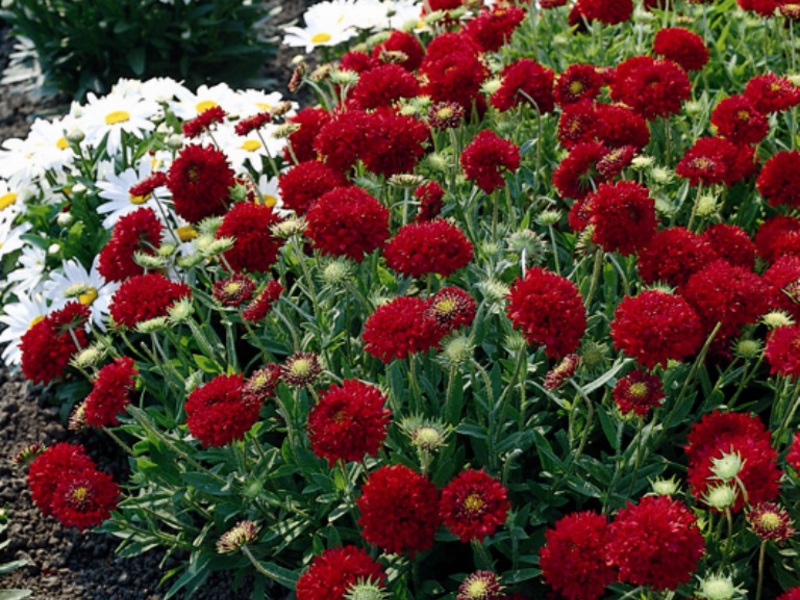 Gaillardia flower care