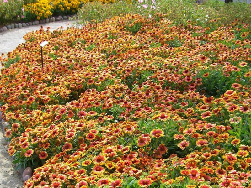 How the Gaillardia plant is used