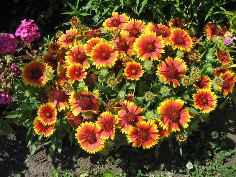 The place to plant Gaillardia