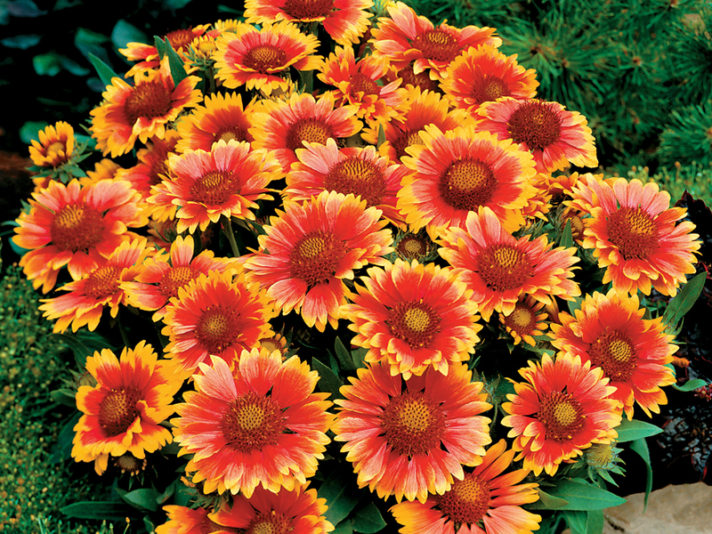 Planting a Gaillardia flower