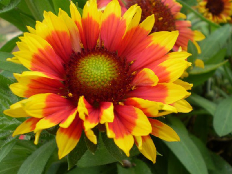 Beautiful Gaillardia flower