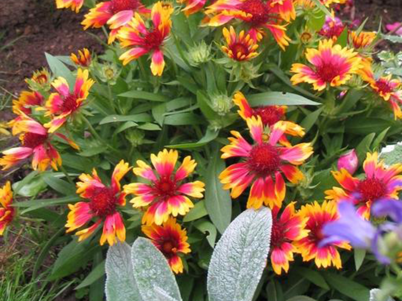 Gaillardia is beautiful