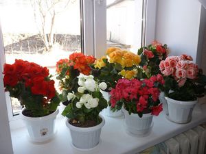 Necessary lighting for begonias flowers