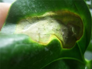 Faded yellowish leaves of anthurium