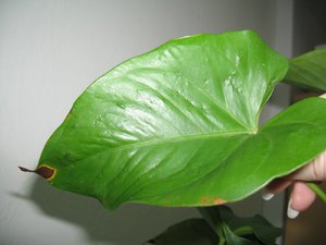 Anthurium diseases and pests