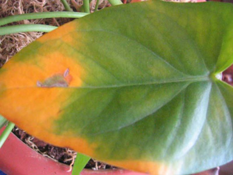 How to help anthurium