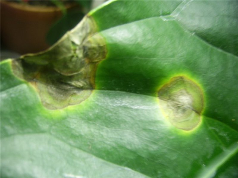 Anthurium-diseases and pests, identify and treat