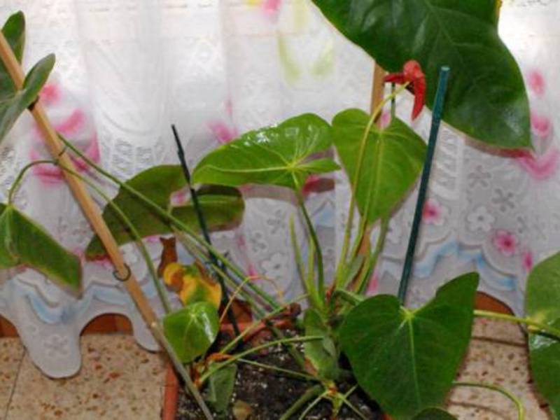 Spots on the leaves of anthurium