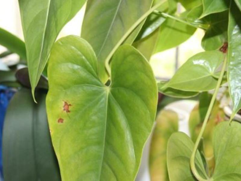 Why do anthurium leaves turn yellow