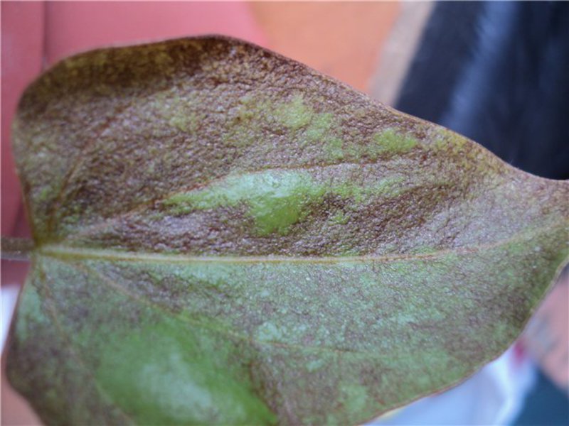 Anthurium diseases and pests