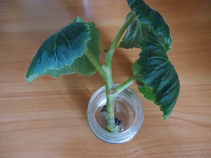 Method for breeding begonias at home by cuttings