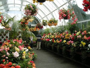 Features and description of begonias