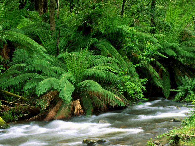 Description of the places where bracken fern grows