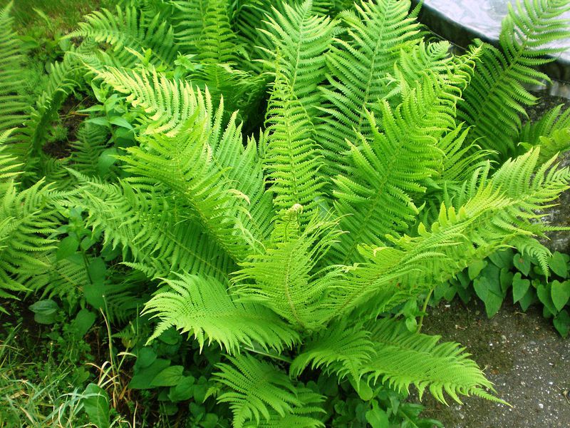 Distinctive external properties of the common bracken fern